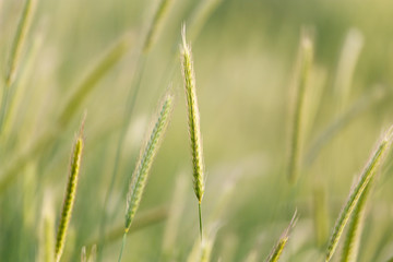ears of wheat on the nature