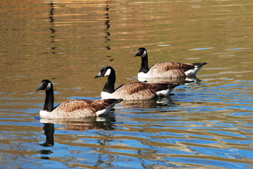 Three Canadian Geese Swimming in a Pond