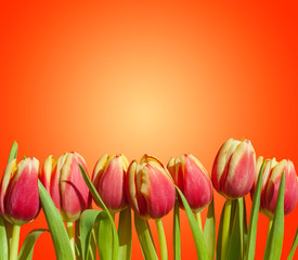 Bouquet / row of red and yellow tulips isolated on fresh vibrant orange background. Romantic spring tulip flowers border frame for Easter / Mother's day greeting cards, wallpapers, backgrounds. 