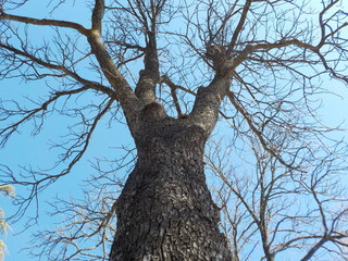 arbre