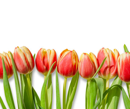 Bouquet / row of red and yellow tulips isolated on white background. Romantic spring tulip flowers border frame for Easter / Mother's day greeting cards, wallpapers, backgrounds. 