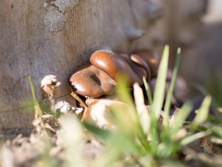 oyster mushrooms on a tree stump in nature