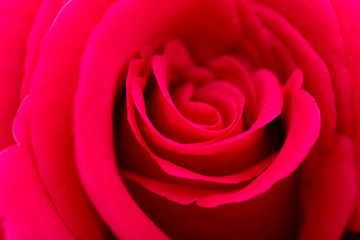 Fototapeta na wymiar red rose petals as a background. macro