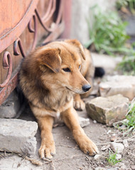 Portrait of a dog on the nature