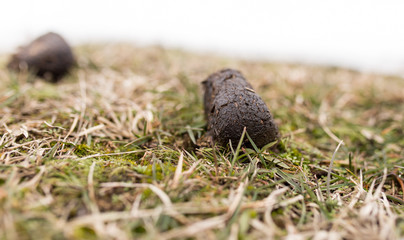 Horses poop in the snow