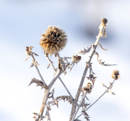 Dry grass in the winter in the snow. Dried vegetation. Winter landscape. Frozenned grass. Selective focus