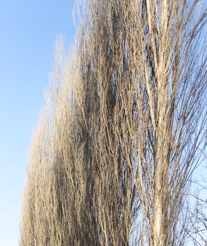 bare branches of a poplar against the blue sky