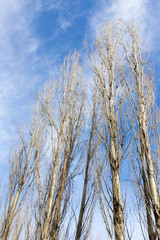 Fototapeta premium bare branches of a poplar against the blue sky
