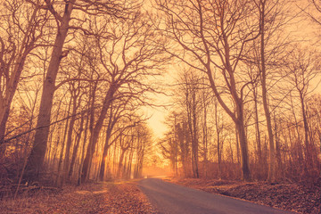Road in a misty forest at sunrise