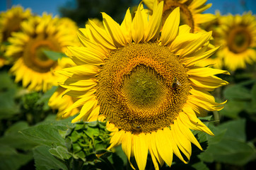 yellow sunflower