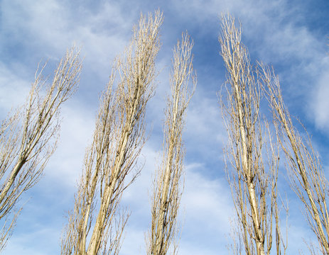 bare branches of a poplar against the blue sky