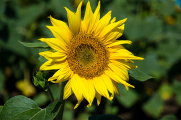 yellow sunflower and green leaves