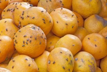 Kissenbezug Rotten oranges in a market of Mui Ne, Vietnam. © Vlad Karavaev