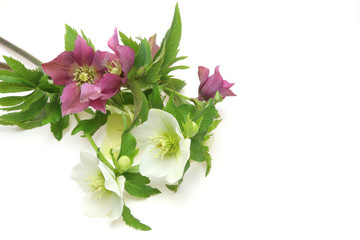 クリスマスローズ