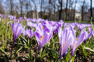 Krokusse in Sonnenlicht