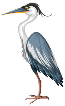 Crane with gray feather