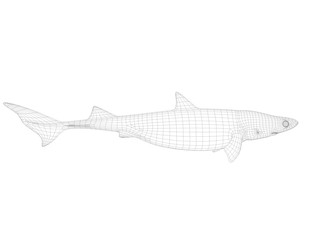 3d wireframe shark