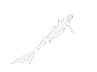 3d wireframe shark