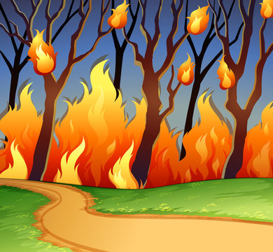 Wild fire in the forest