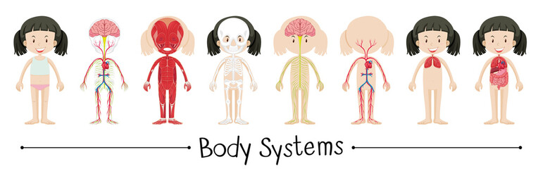 Body systems of human girl