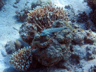 Unterwasser © benjaminpritsch