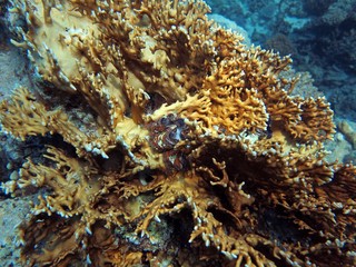 Fototapeta na wymiar Unterwasser