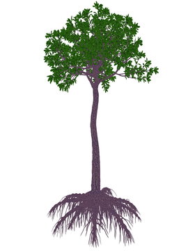 Glossopteris prehistoric tree - 3D render