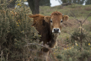 Curious cow