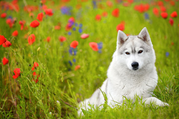 Husky, portrait