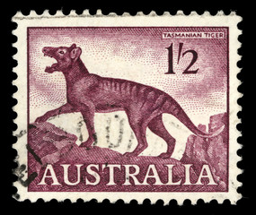 Naklejka premium Stamp printed in Australia, shows a Tasmanian tiger (Thylacinus cynocephalus), circa 1961