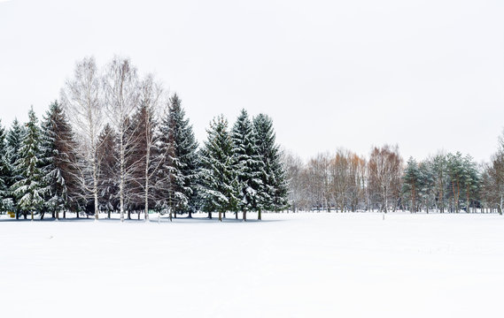 Winter landscape with fir trees and birch trees in the snow. Snow-covered trees in a city park.