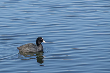 small Eurasian coot (Fulica atra) swimming on the big blue water