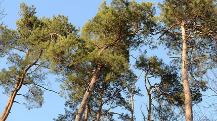 Obraz premium forêt