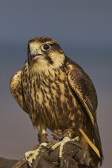 young South African Lanner Falcon in training