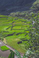 Field of rice seedlings at the rice terraces against background with mist and mountains. Batad, Ifugao, Philippines. Cultivation and agriculture concept