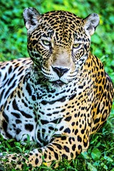 Fototapeta na wymiar Jaguar face