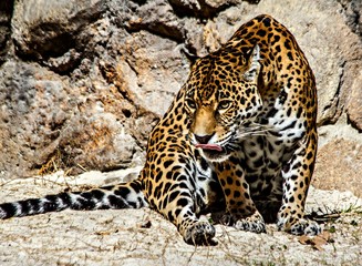 Jaguar with tongue out