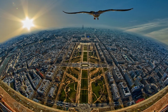 Seagull flying over Mars Field in Paris, France