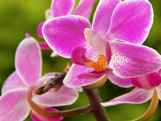 Fototapeta na wymiar Pinke Orchidee