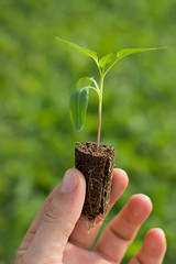 Tomato Seedling in the hands of agriculture
Organic gardening
Selective focus and shallow Depth...