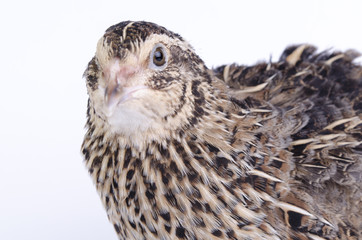 coturnix on a white background