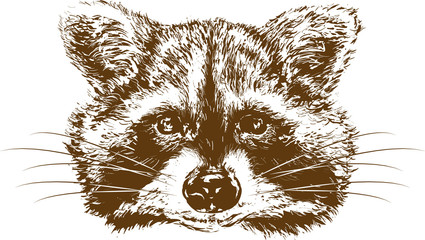 raccoon - obrazy, fototapety, plakaty