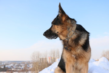 Собака немецкая овчарка сидит на снегу зимним днем