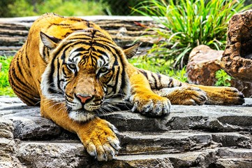 Malayan tiger resting