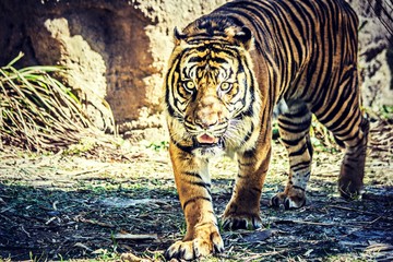 Sumatran tiger with crazy eyes
