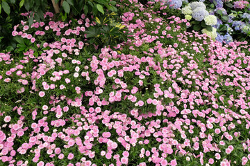Fototapeta premium Flowers