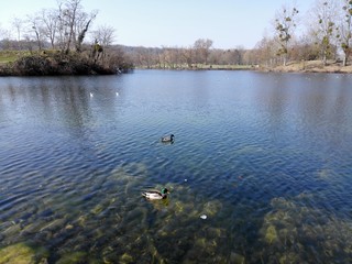 Toujours les canards