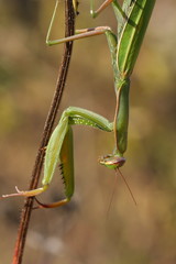 Mante religieuse (Mantis religiosa)