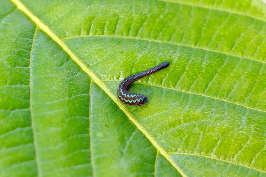 Tropical land leech (Haemadipsa crenata) : the beautiful leech (Bloodsucker) from tropical forest , Southeast Asia.