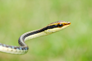 Painted bronzeback tree snake (Dendrelaphis pictus) found in Southeast Asia and India